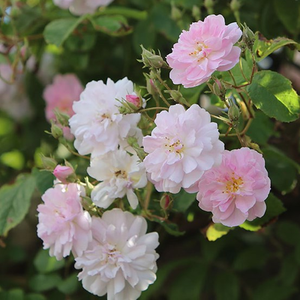 Roz, mai tîrziu alb - trandafiri târâtori și cățărători, Rambler